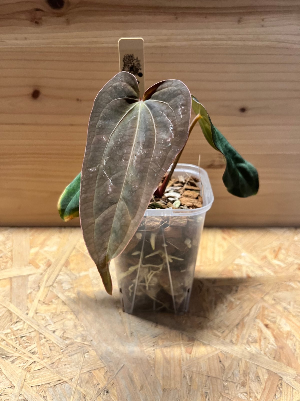 アンスリウム パンプキンスパイス×アントラキー（テズラ） | GREEN LUCK