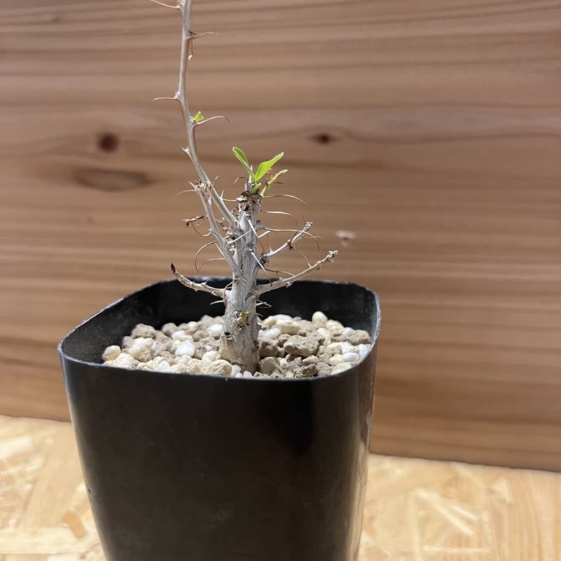 発根済　フォークイエリア　コルムナリス　観峰玉 RAFLUMコレクション】フォークイエリア コルムナリス 観峰玉 【ダブル