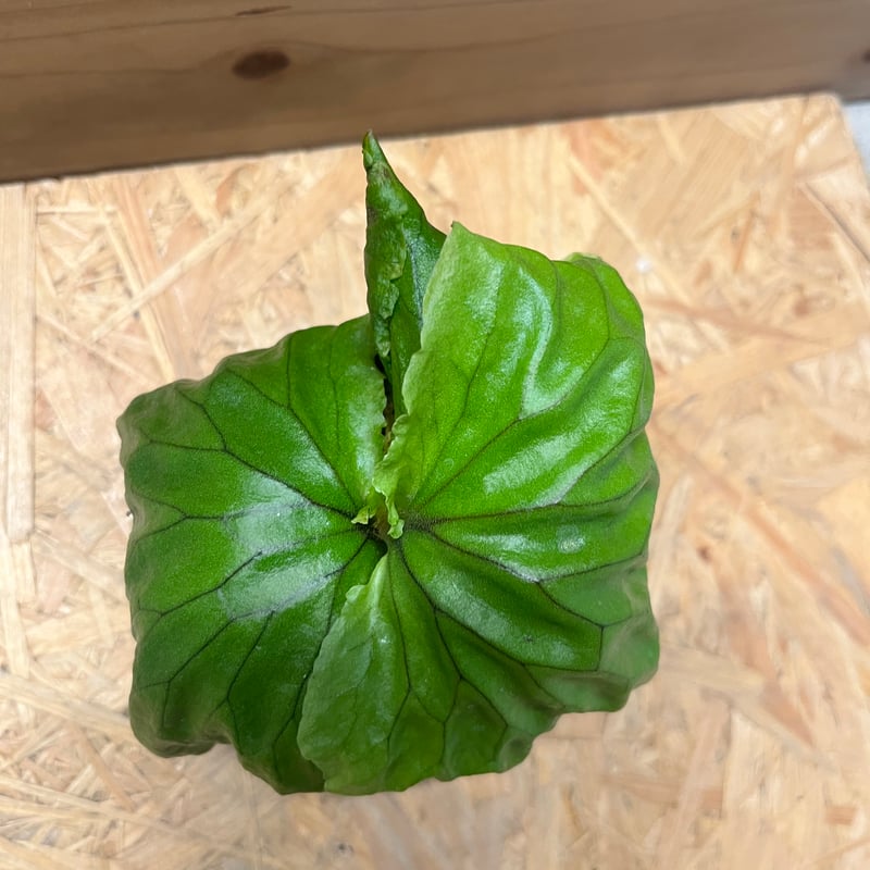 ビカクシダ マダガスカリエンセ | GREEN LUCK