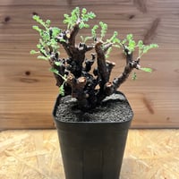 ドラセナシナバリ ドラセナ シナバリ Dracaena cinnabari - Special Plants Gallery