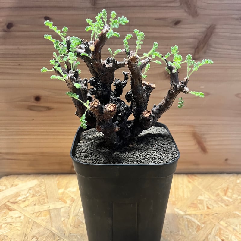 ペラルゴニウム アルテルナンス | GREEN LUCK