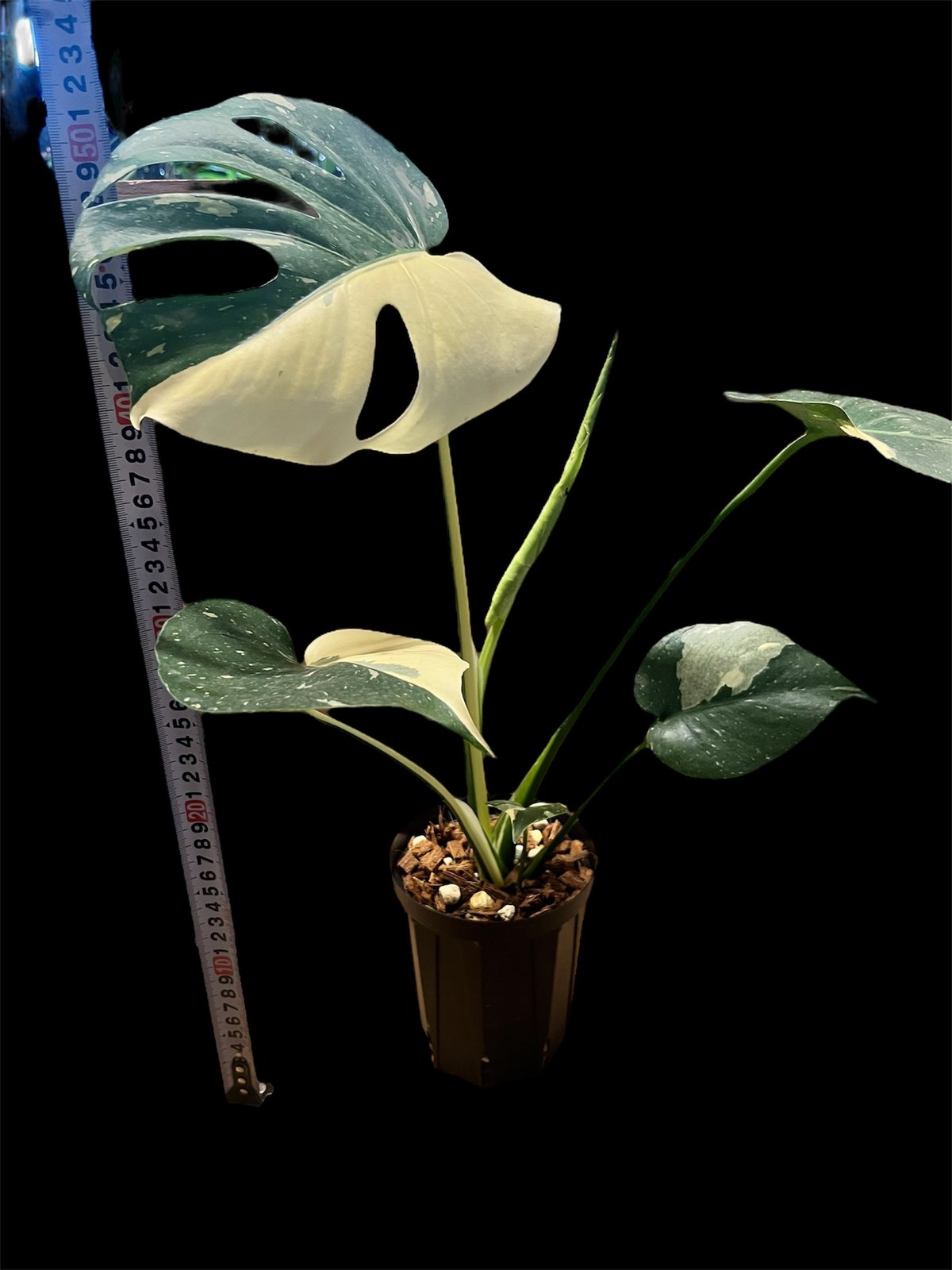 モンステラ デリシオーサ タイコンステレーション | GREEN LUCK モンステラ デリシオーサ タイコンステレーション | GREEN LUCK