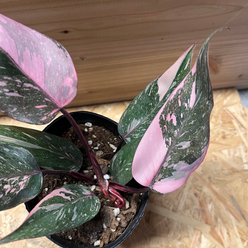 フィロデンドロン ピンクプリンセス ギャラクシー | GREEN LUCK