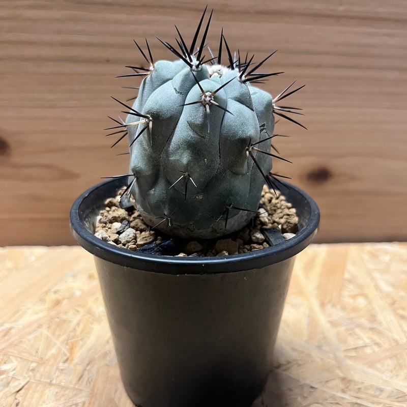 コピアポア シネレア 黒王丸 実生 | GREEN LUCK