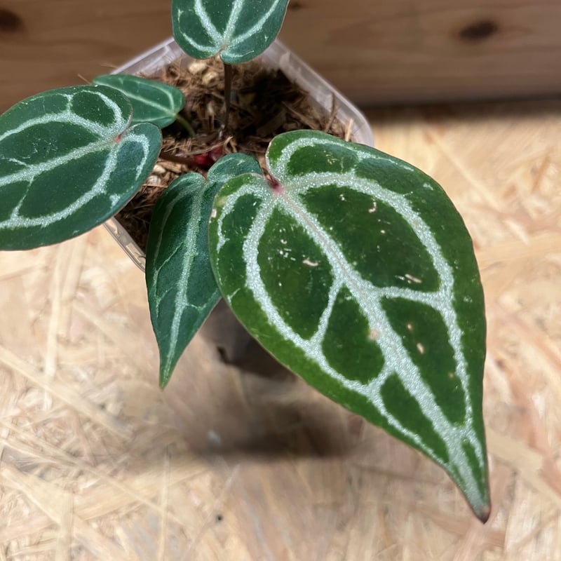 【今週末まで】アンスリウム　ミシェル×ザラF3 桜様専用 アンスリウム ミシェル×ザラ F3 【公式通販】