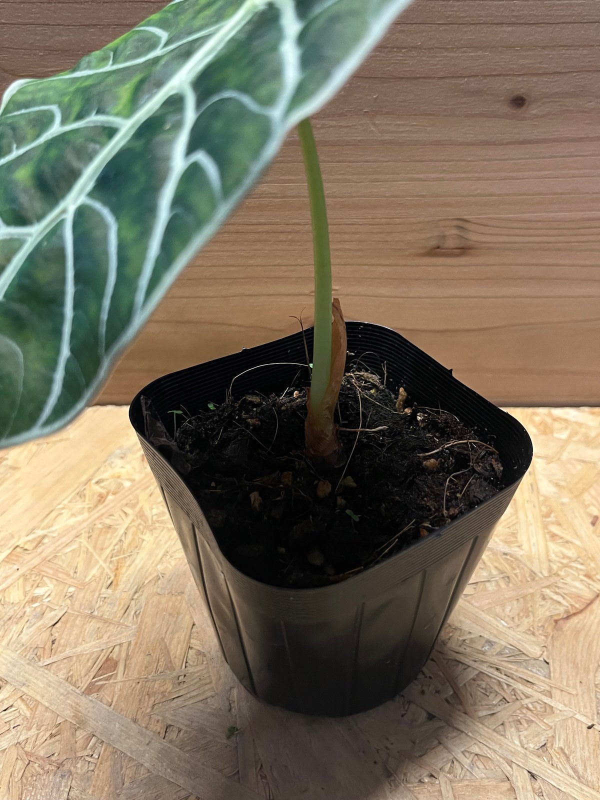 アロカシア ワトソニアナ 大株 楽天市場】アロカシア ワトソニアナ 観葉植物 珍しい品種 希少 3