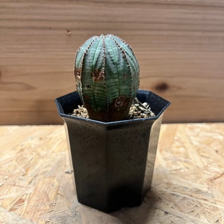 ユーフォルビアオベサ綴化 鶴仙園 srl neighborhood 発根済み