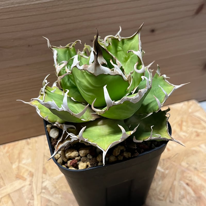 アガベ チタノタ クレイジー | GREEN LUCK