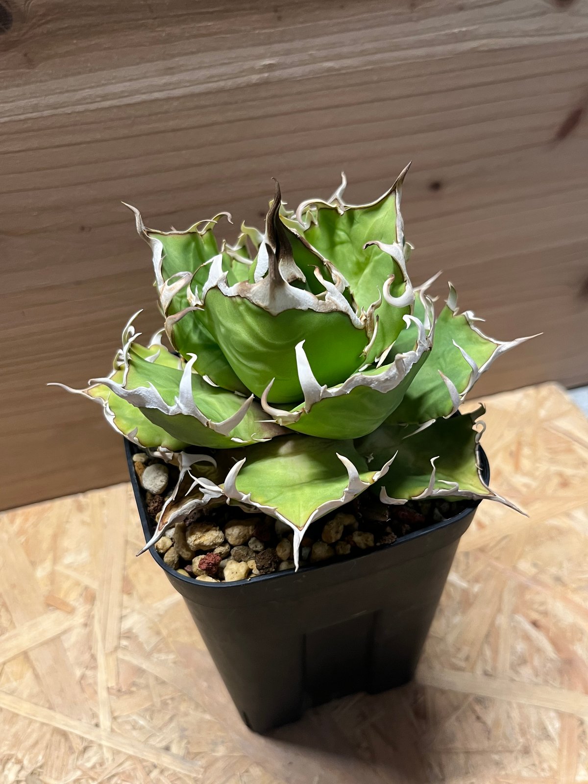 アガベ　チタノタ　クレイジー　陶器鉢植え アガベ チタノタ クレイジー | GREEN LUCK