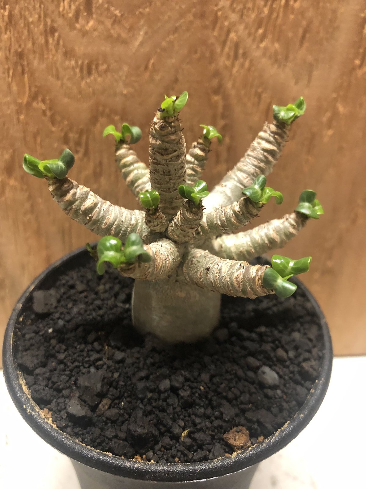 アデニウム　アラビカム　巻葉　 250821 14 アデニウム アラビカム 獅子葉 250821 14 Adenium arabicum curly