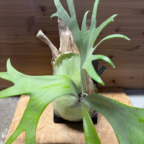 CATEGORY 観葉植物 | GREEN LUCK