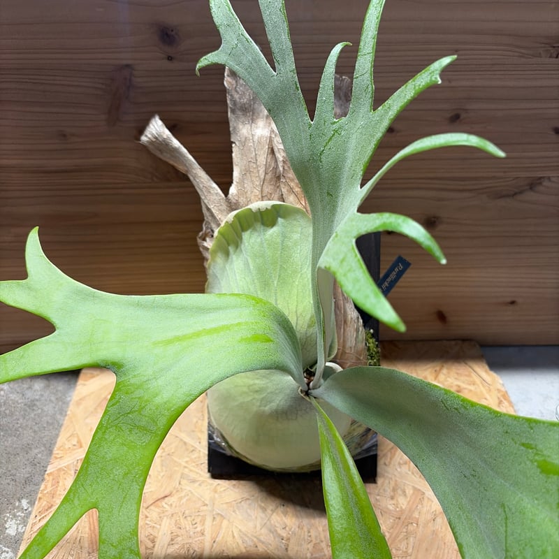 ビカクシダ ウィリンキー ワイルド | GREEN LUCK