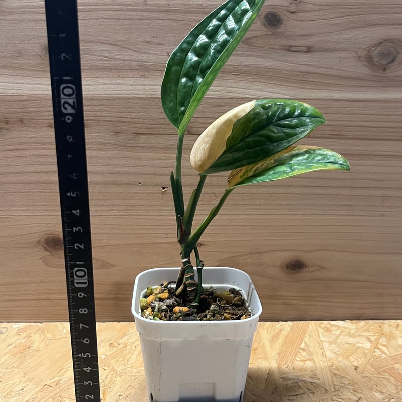 モンステラ ジェイドシャトルコック 斑入り | GREEN LUCK