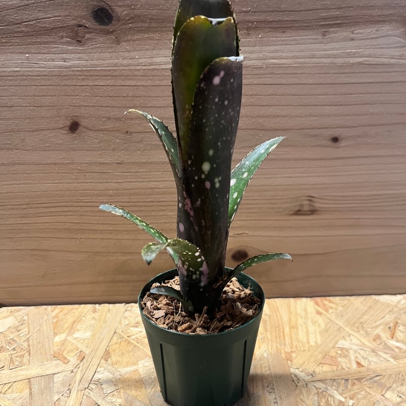 ビルベルギア 'ディッピンドッツ' | GREEN LUCK