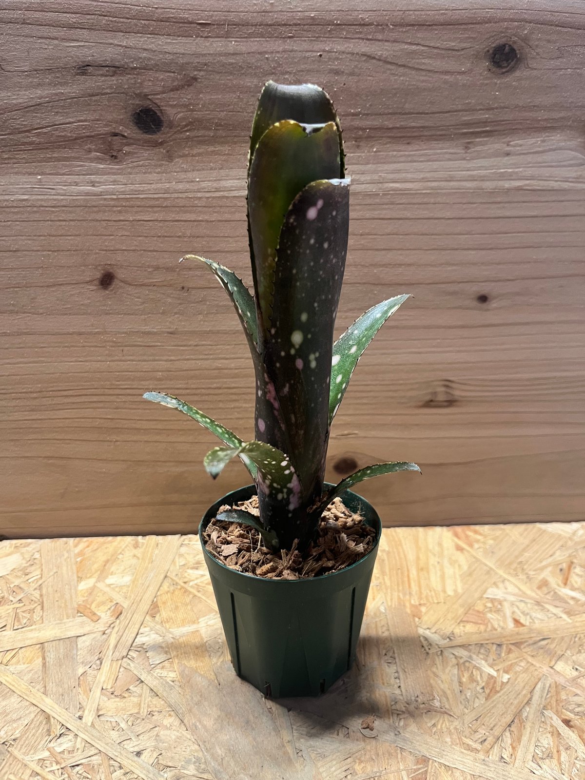 フォロー割実施中♪発根済♪屋外自然光管理【ビルベルギア ディッピンドッツ】 ビルベルギア ディッピンドッツ】フォロー割実施中♪発根済