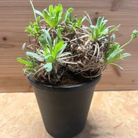 アガベ パリー ネオメキシカーナ | GREEN LUCK