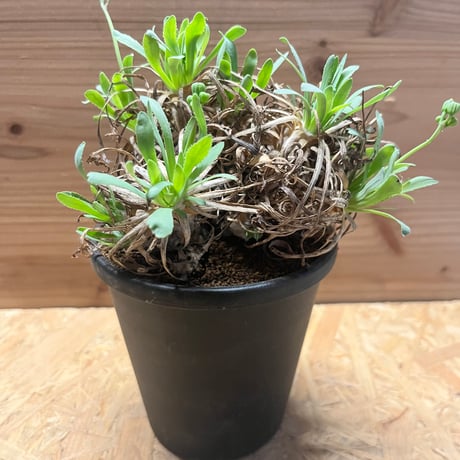 オトンナレトロルサ | STORES