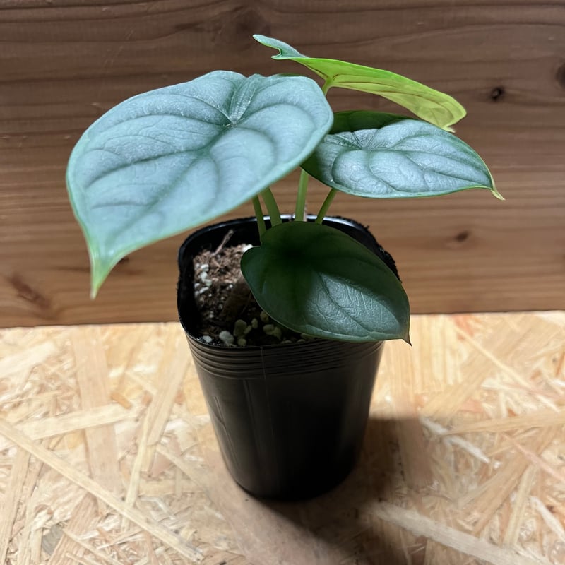 アロカシア シルバードラゴン | GREEN LUCK