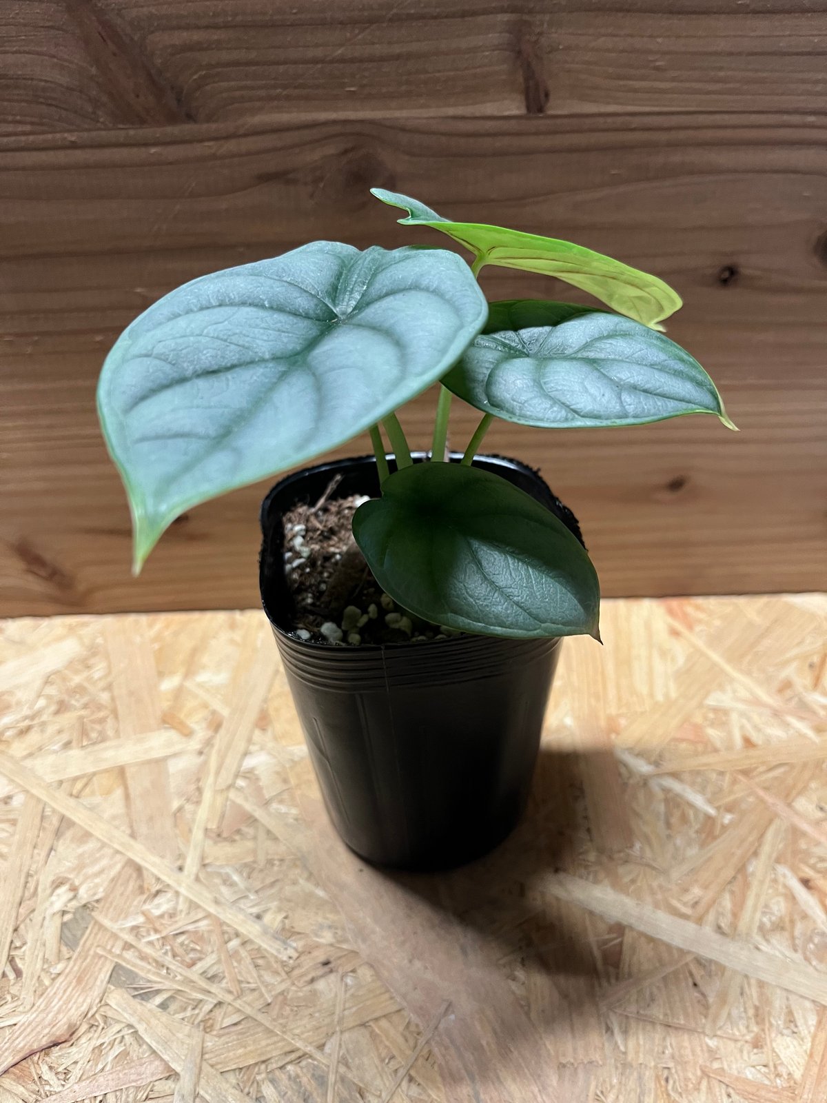 極斑 アロカシア シルバードラゴン アルボ アロカシア・シルバードラゴン I インドアプランツ I プラント