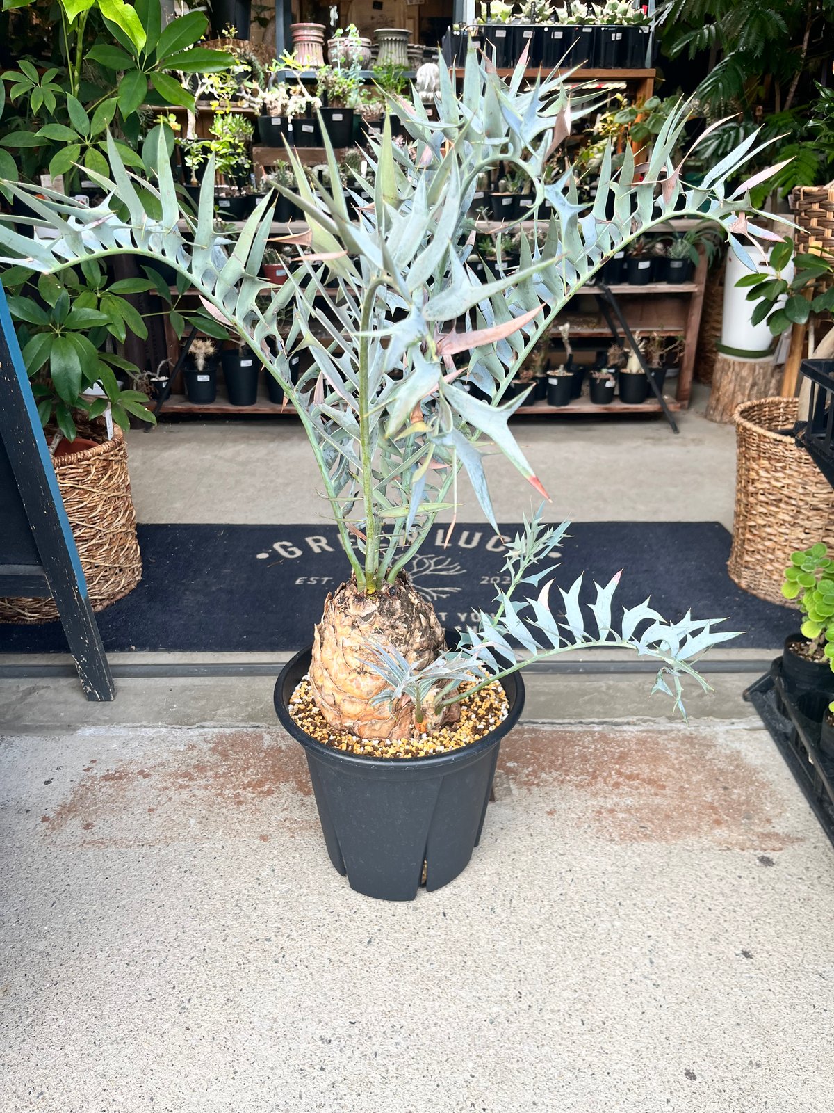 エンセファラルトス ホリダス | GREEN LUCK