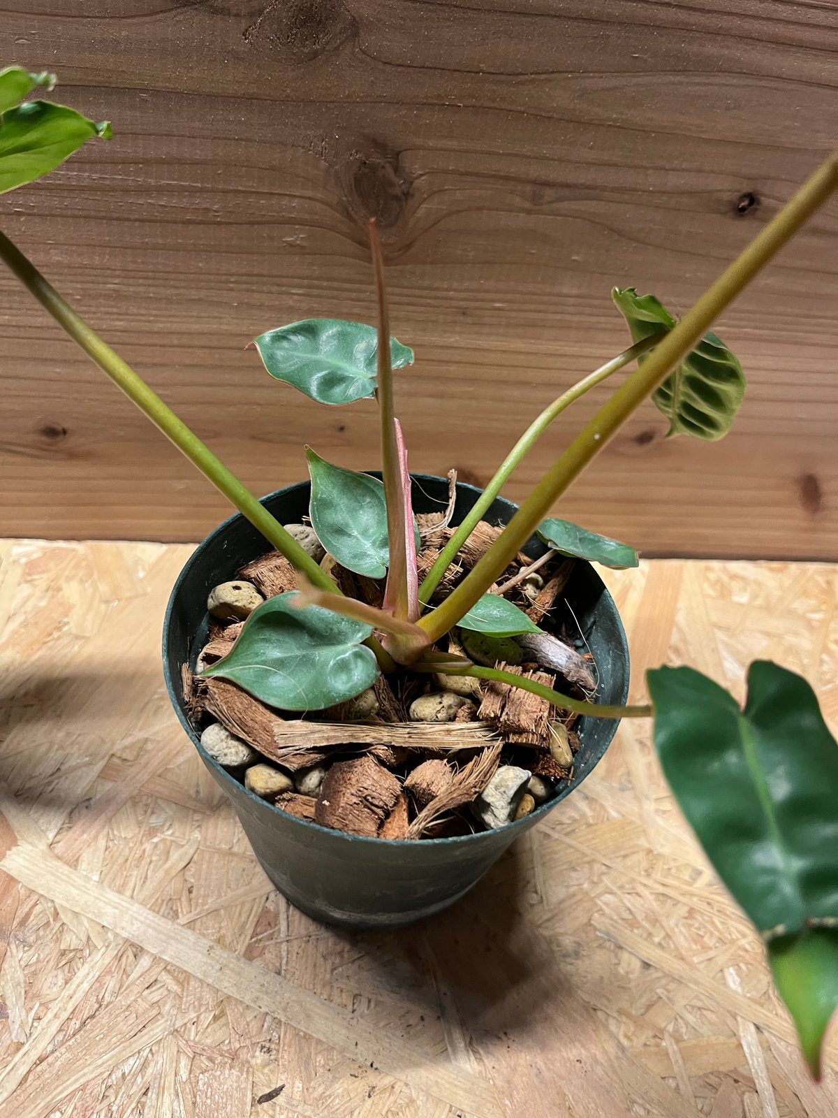 フィロデンドロン ビレッティアエ | GREEN LUCK