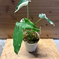 ビルベルギア スローポーク | GREEN LUCK