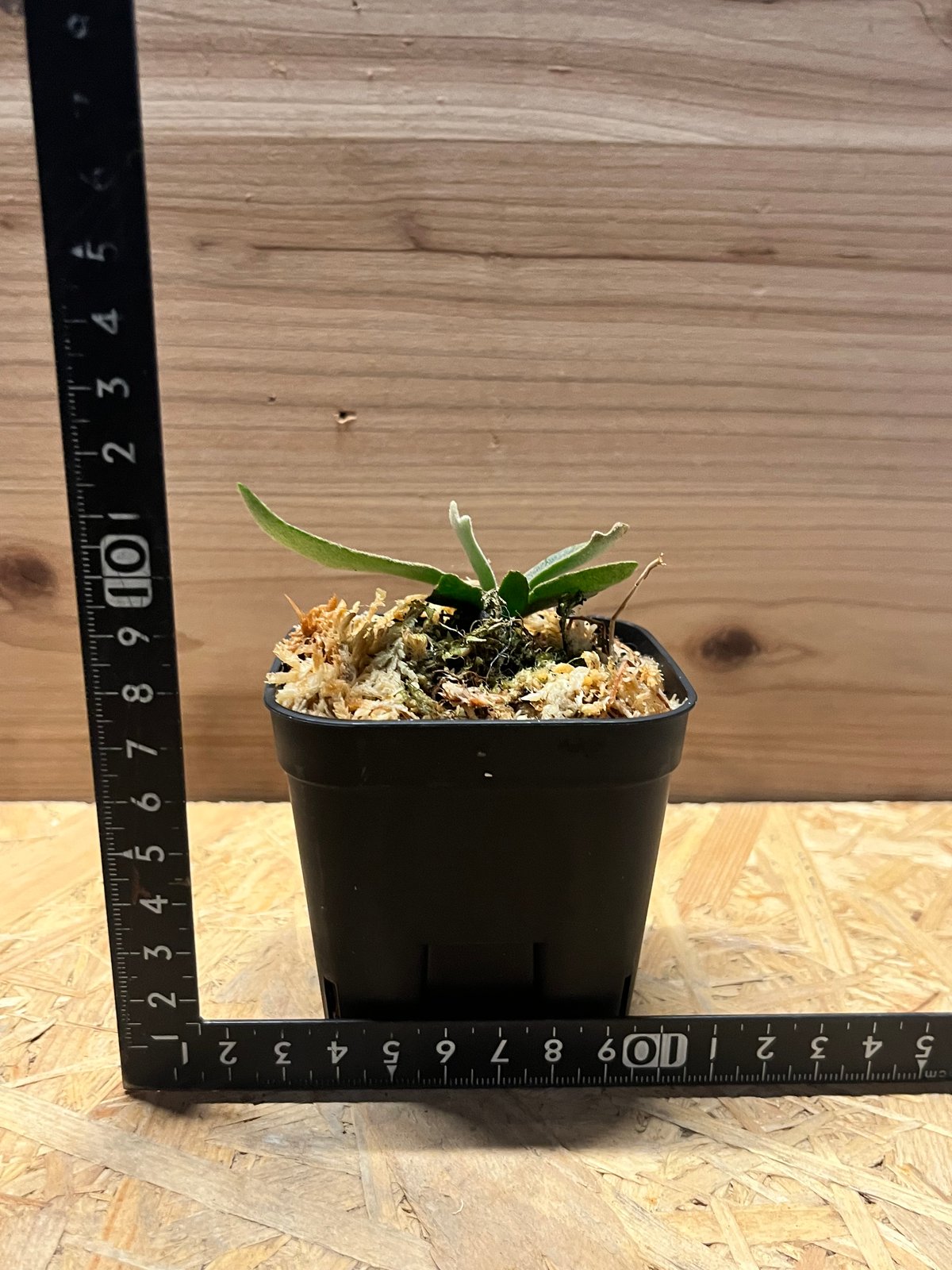 229【平凡之鹿】ビカクシダ ドワーフ 'Jenny' TC ジェニー 229【平凡之鹿】ビカクシダ ドワーフ ´Jenny´ TC ジェニー