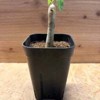 ヤトロファ　コンザッティ