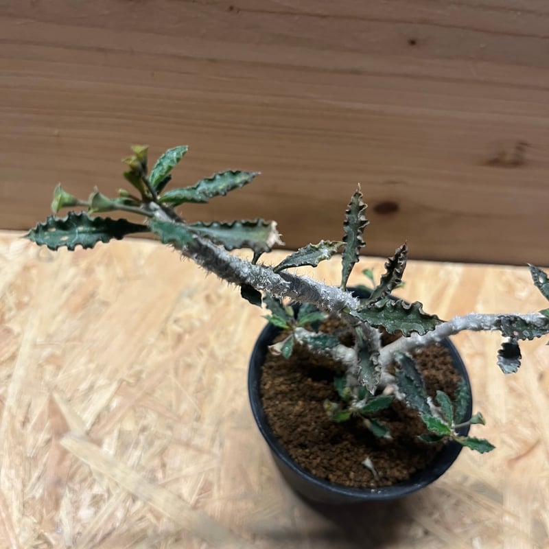 【一点物】コレクション 実生 ユーフォルビア カプサインテマリエンシス 観葉植物 一点物】コレクション 実生 ユーフォルビア カプサインテマリエンシス