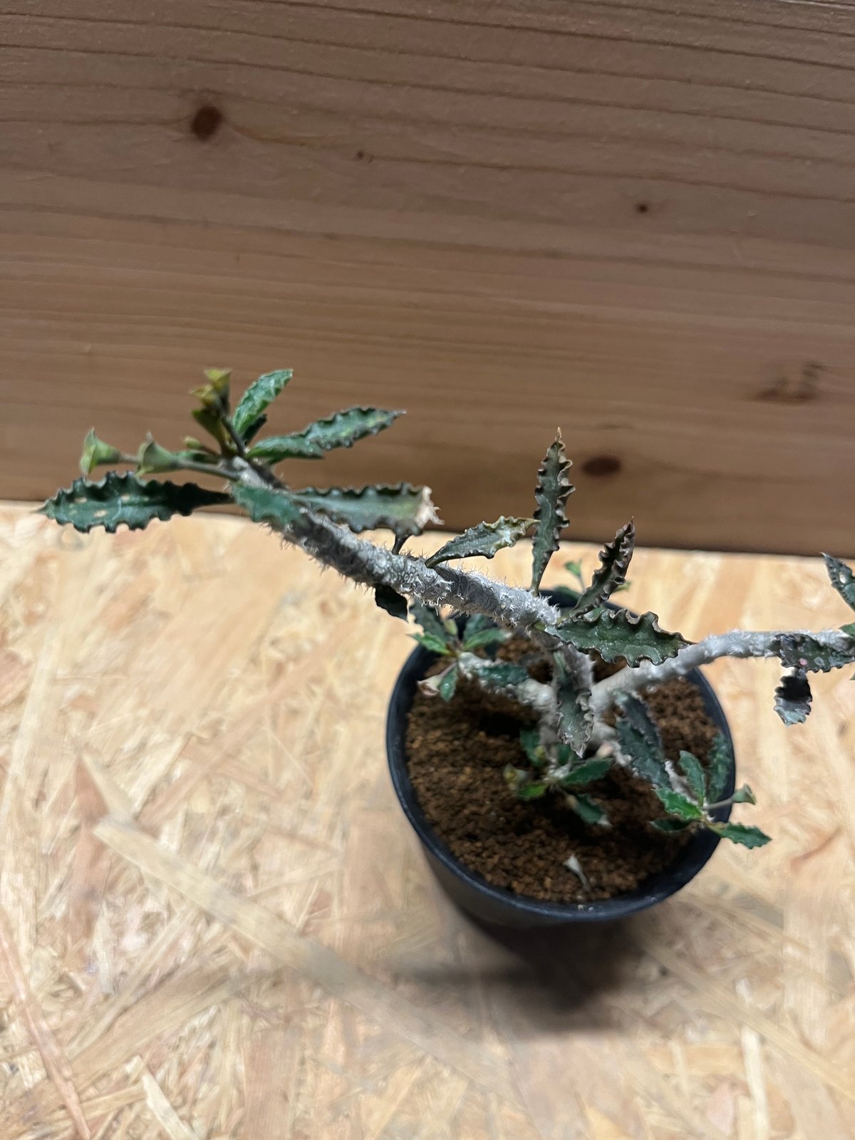 ユーフォルビア カプサインテマリエンシス | GREEN LUCK