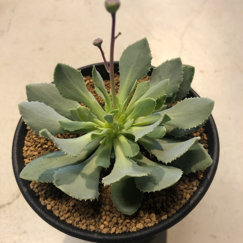 オトンナ レトロルサ ハイブリッド | GREEN LUCK