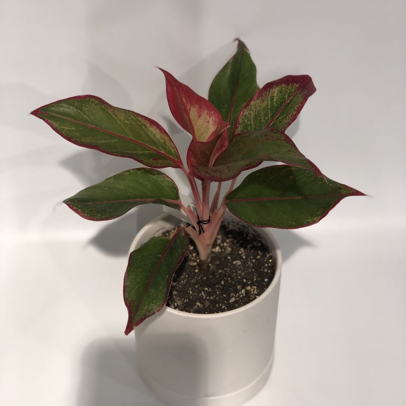 アグラオネマ サイアムオーロラ | GREEN LUCK