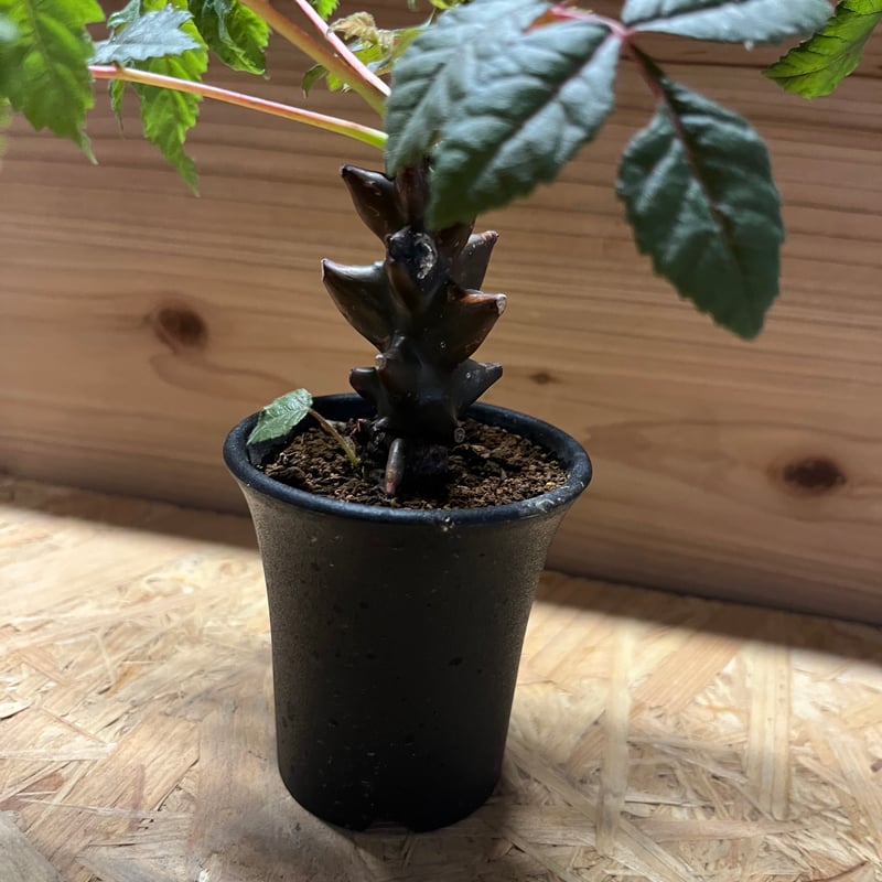 植物ベイセリアメキシカーナ ベイセリア メキシカーナ | STELLA.PLANTS