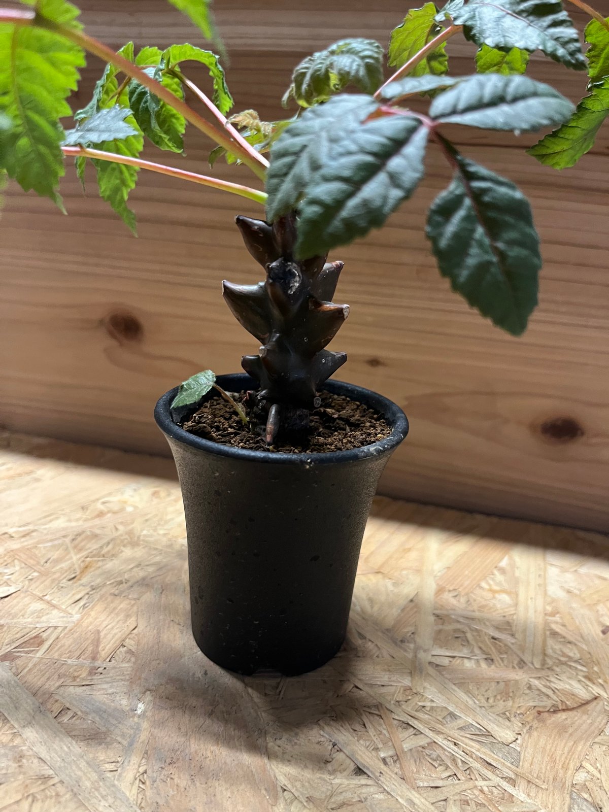 ベイセリア メキシカーナ | GREEN LUCK