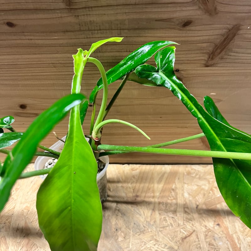 フィロデンドロン ジョーピー | GREEN LUCK