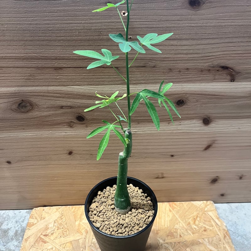 アデニア　ベネナータ アデニア ベネナータ | GREEN LUCK