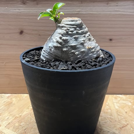 塊根植物 約60cm パキポディウム　デカリー パキポディウム・デカリー no.2/盆栽、多肉植物、塊根植物、観葉