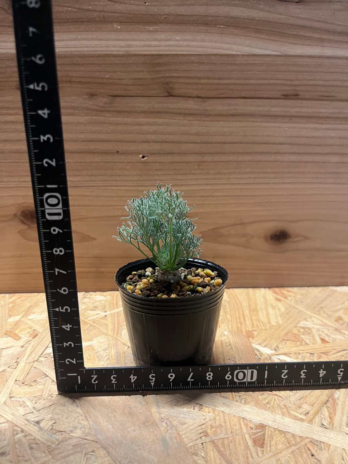 モンソニア ペニクリナム | GREEN LUCK