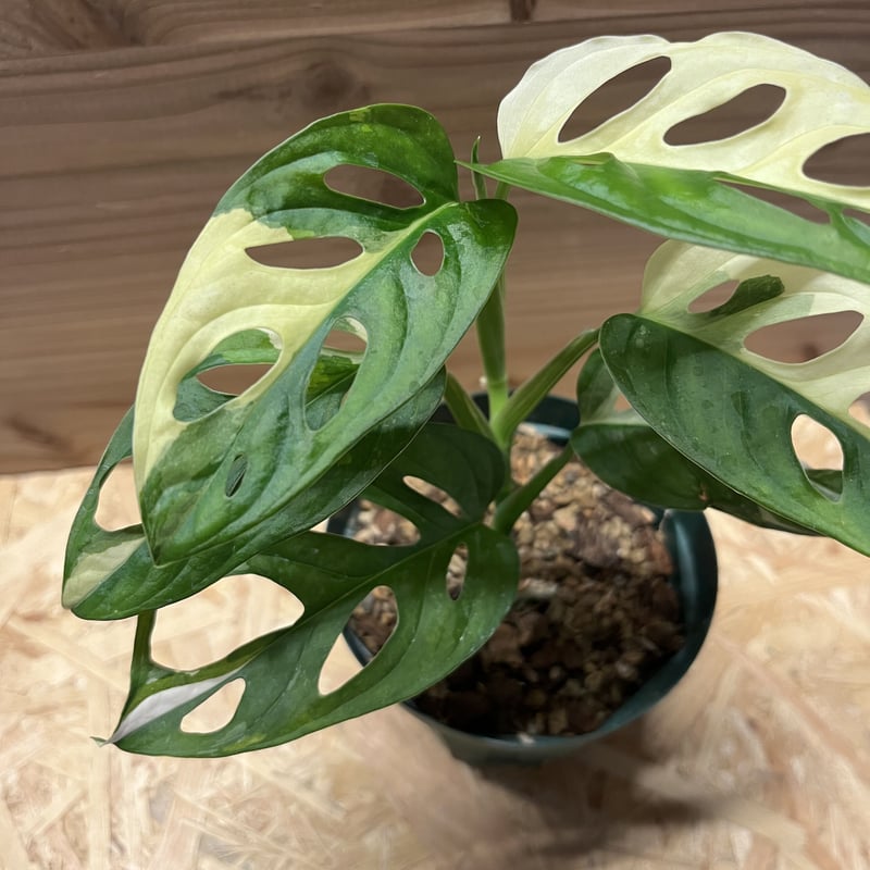 斑入りマドカズラ | GREEN LUCK