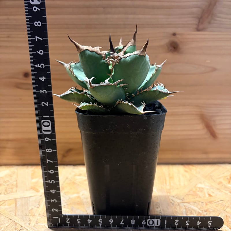 アガベ チタノタ '黒犀牛' | GREEN LUCK