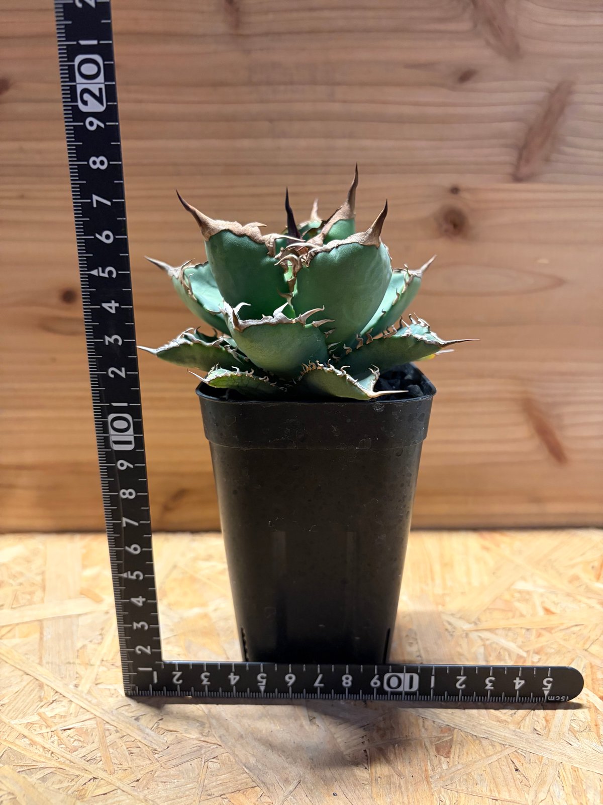 アガベ チタノタ '黒犀牛' | GREEN LUCK