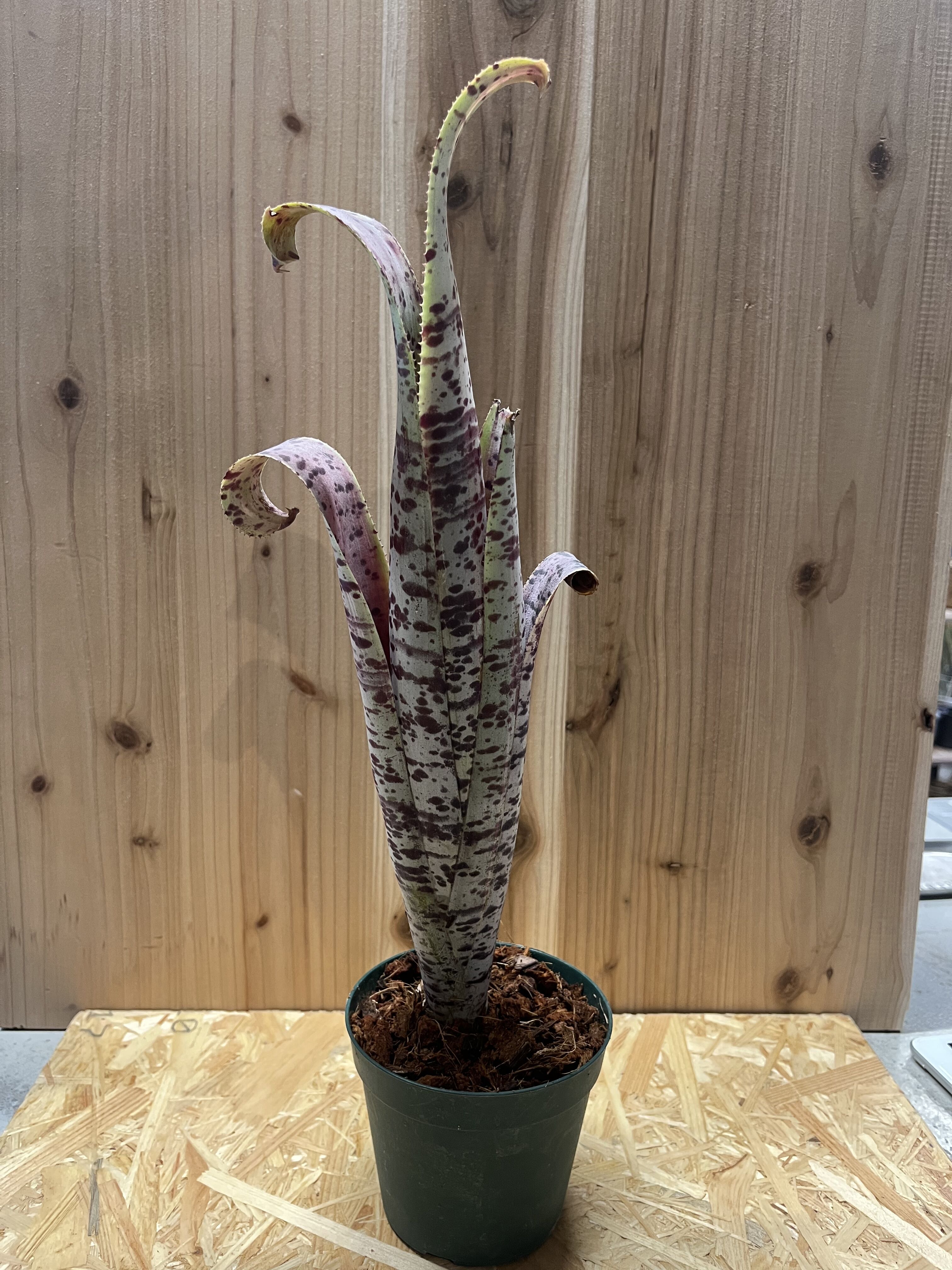 ケスネリア ラファエル オリヴェイラ 速達便 抜き苗 タンクブロメリア 観葉植物 original