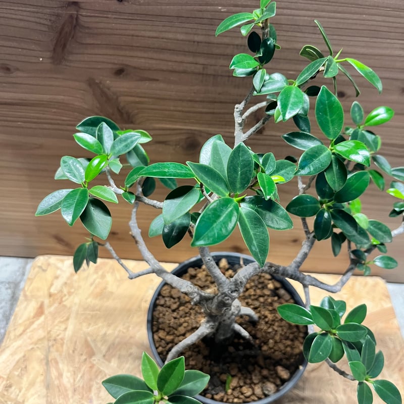 フィカス ミクロカルパ ガジュマル盆栽 | GREEN LUCK
