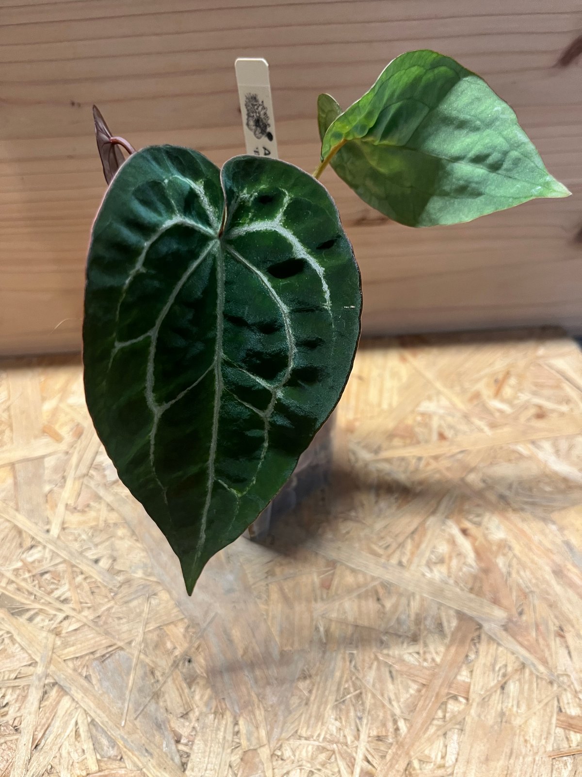 【HS】アンスリウム　パンプキンスパイス アンスリウム パンプキンスパイス×レッドクリスタル | GREEN LUCK