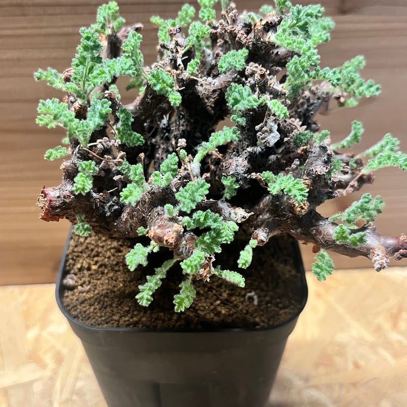 ペラルゴニウム アルテルナンス | GREEN LUCK