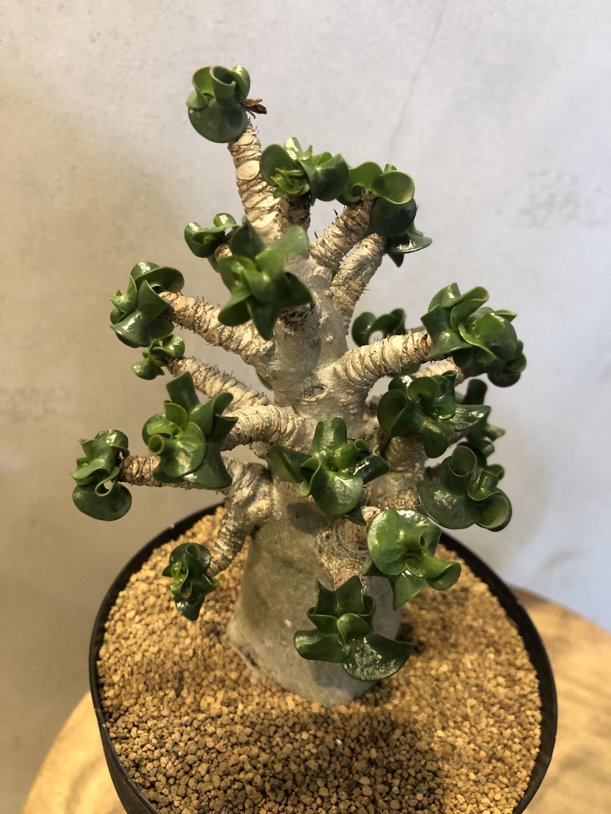 獅子葉/アデニウム】ドーセットホーン アデニウム鉢植え(変わり種