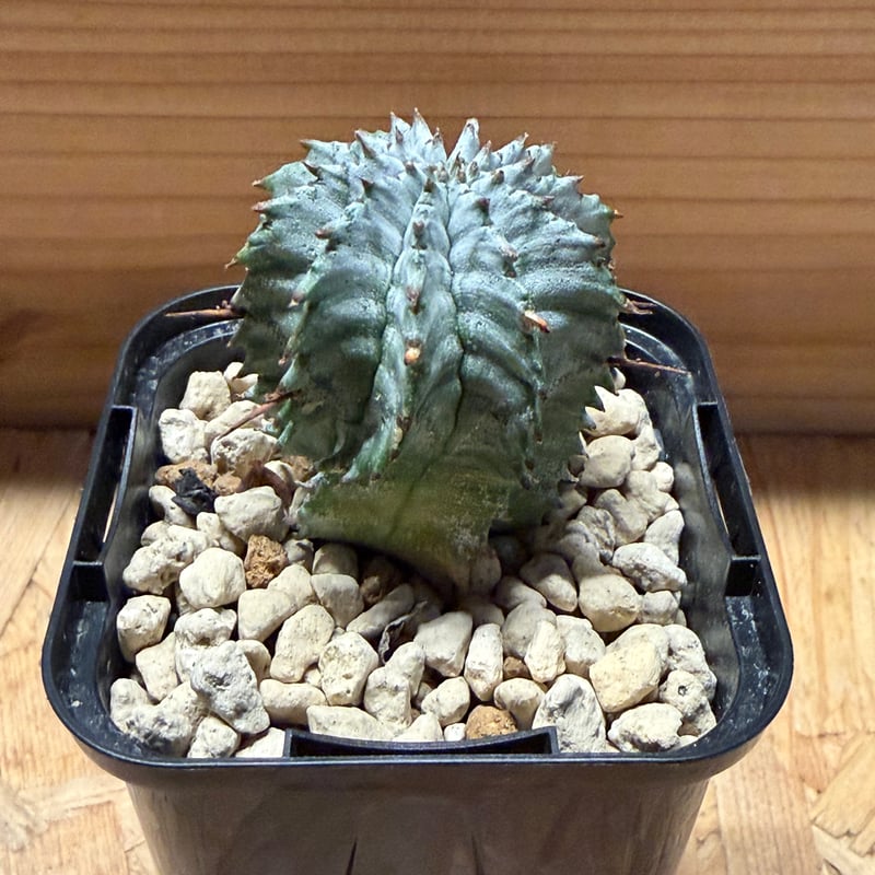 ユーフォルビア ホリダ ゼブラホリダ | GREEN LUCK