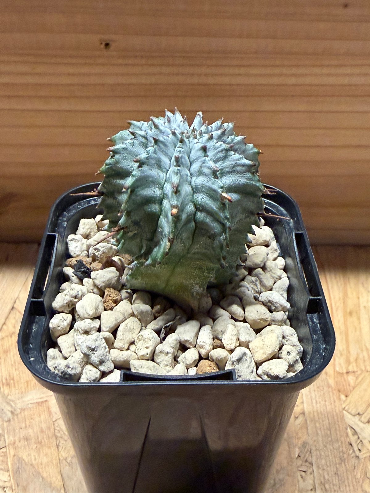 ユーフォルビア ホリダ ゼブラホリダ | GREEN LUCK