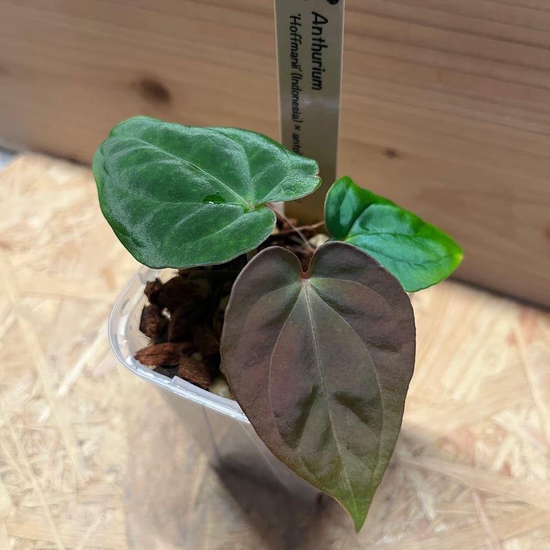 アンスリウム ホフマニー×アントラキー | GREEN LUCK