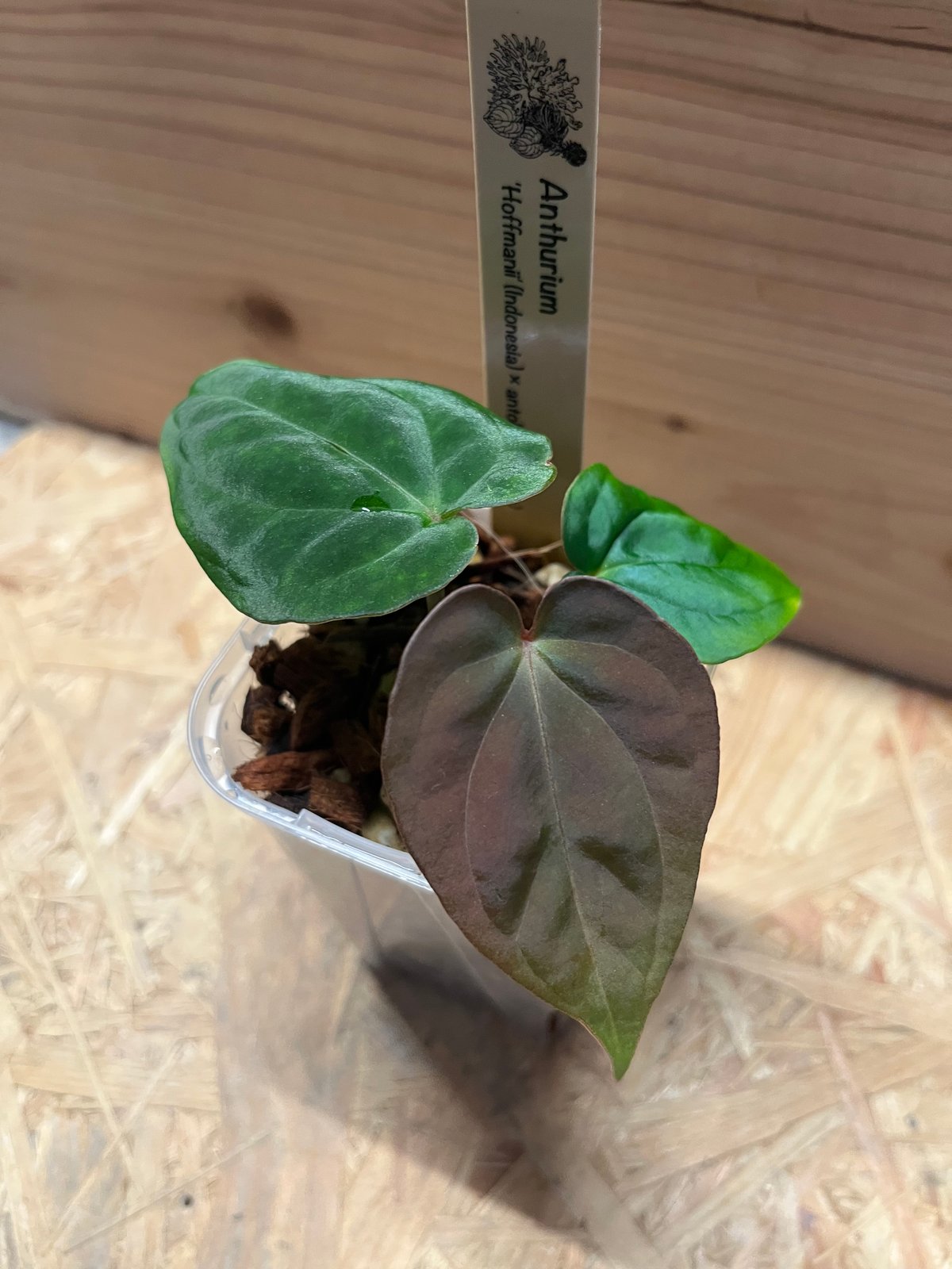 アンスリウム ホフマニー×アントラキー | GREEN LUCK